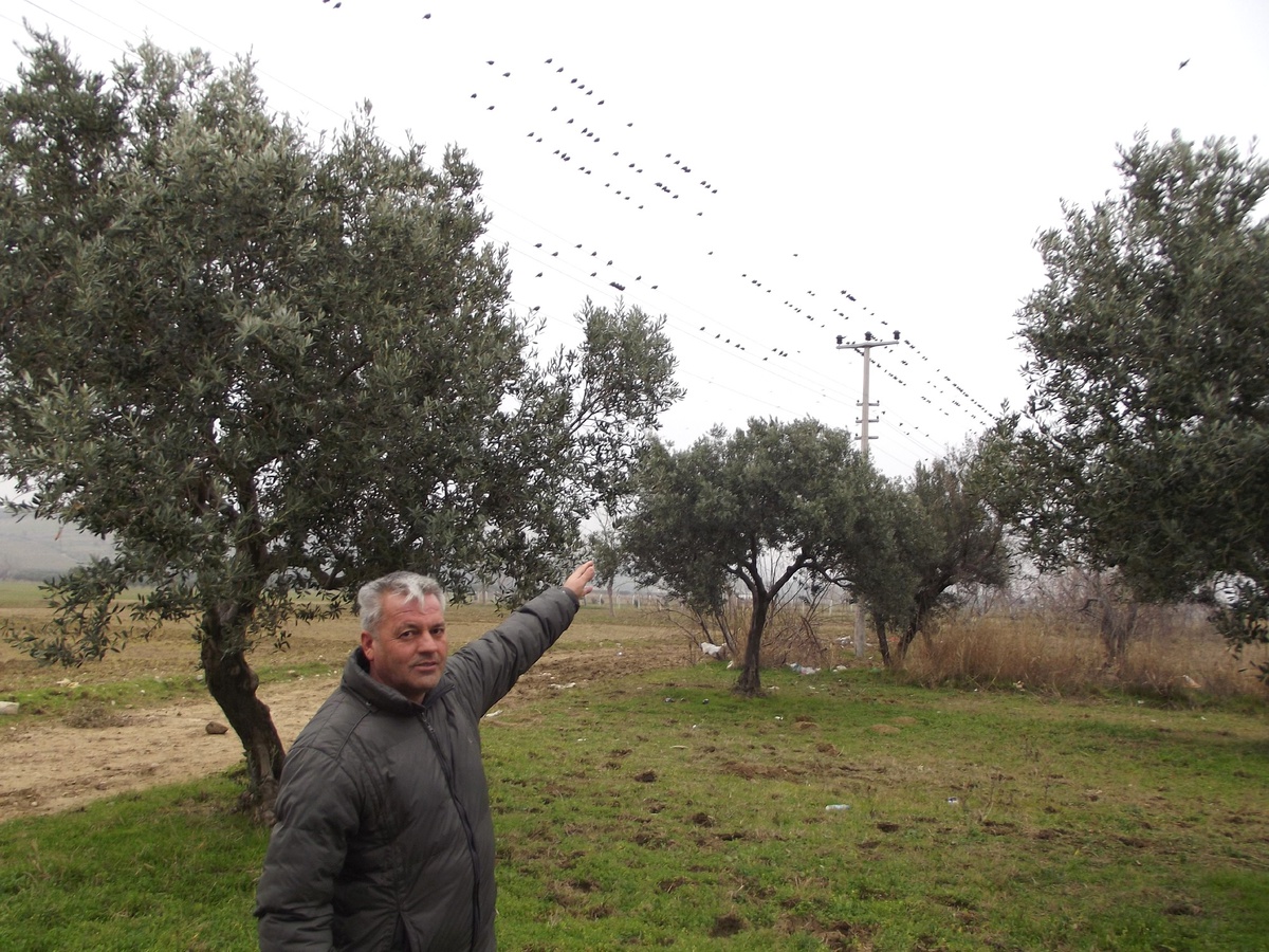 Sığırcıklar Zeytin Ağaçlarına Zarar Verdi