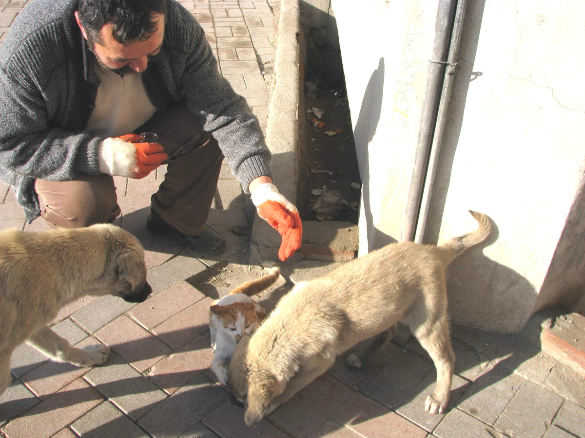 Yozgat\'ta Kedi ve Köpeğin Dostluğu Şaşırtıyor