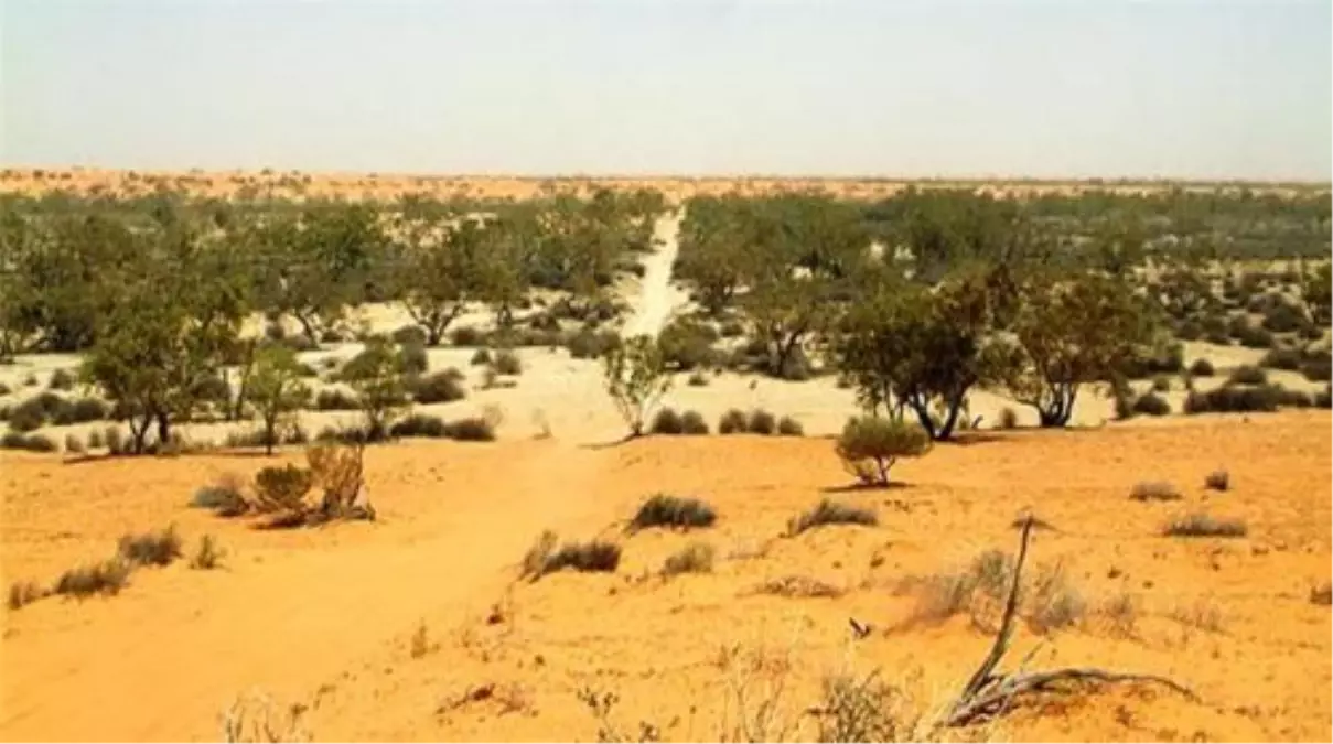 Afrika Çöllerini Türkiye Ağaçlandırıyor