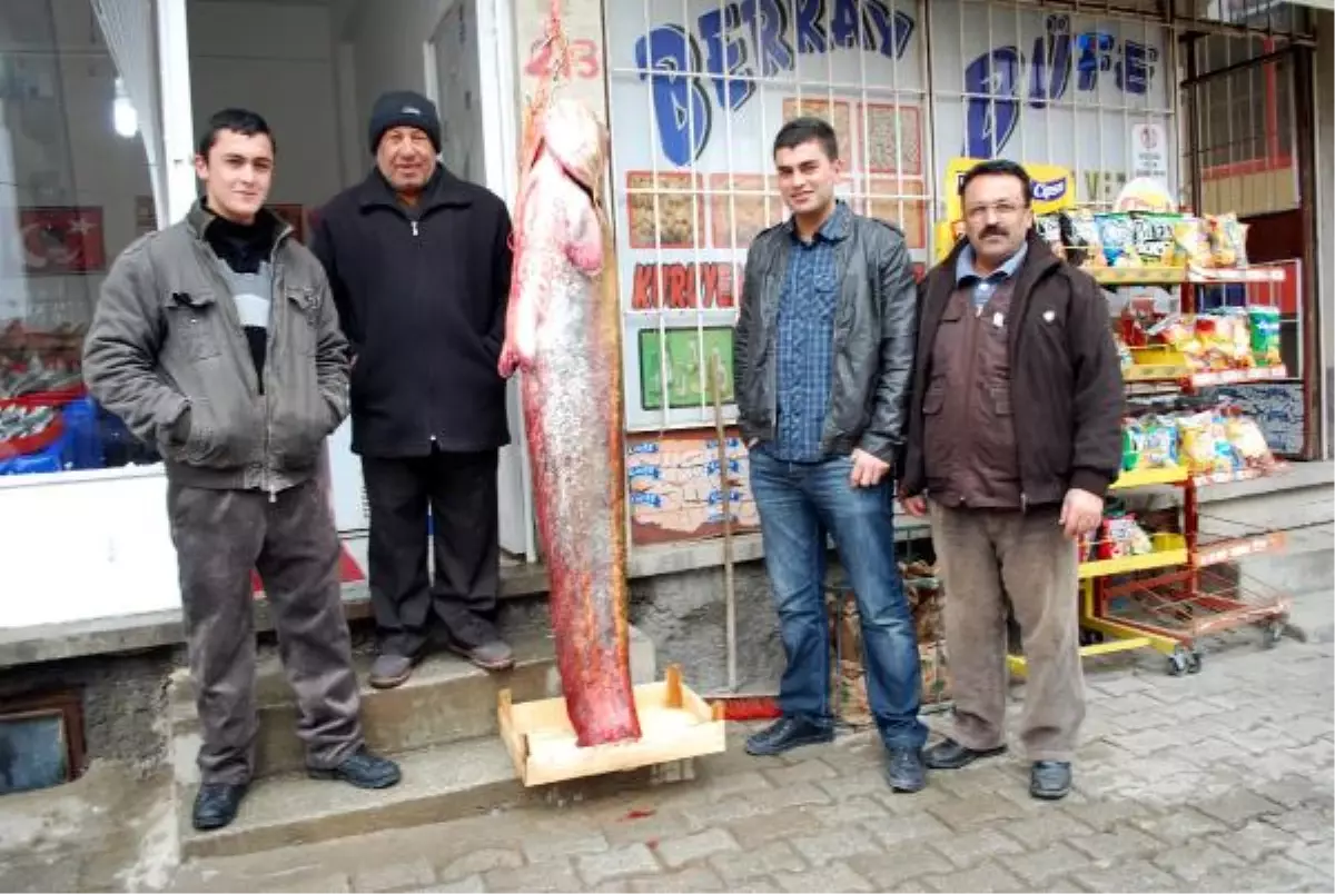 Barajda Tuttuğu 2 Metrelik Yayın Balığını Dükkanın Önünde Sergiledi