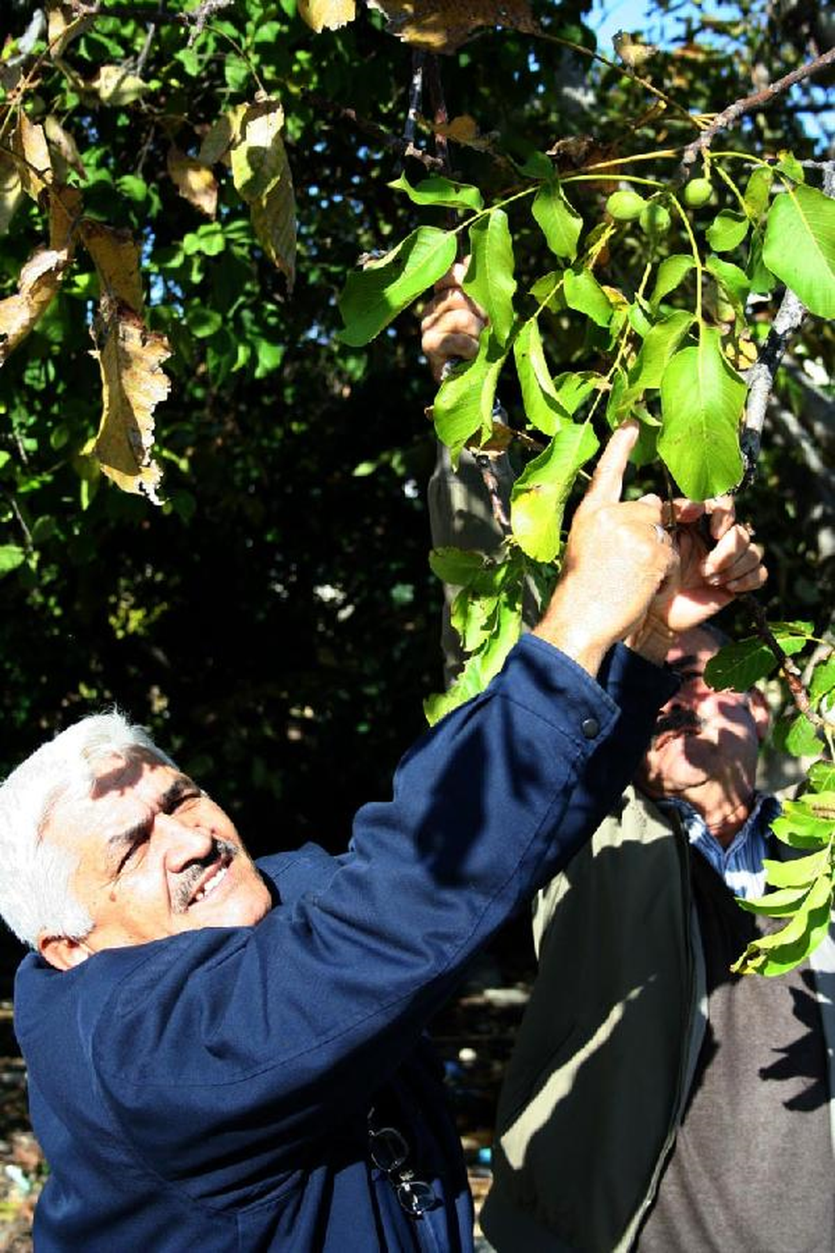 Ceviz Ağacı Kış Ortasında Meyve Verdi