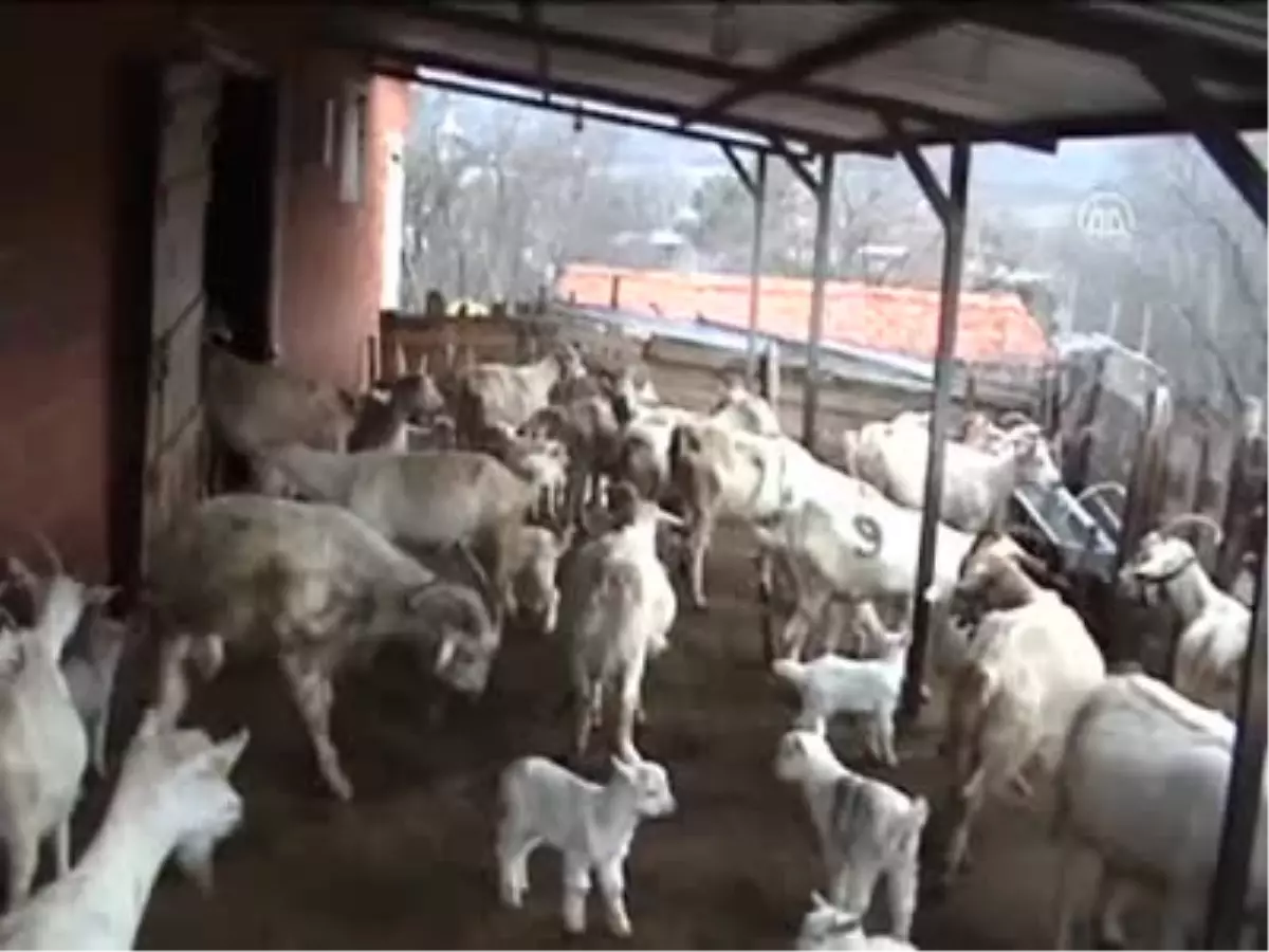 Keçi Altız Doğurdu