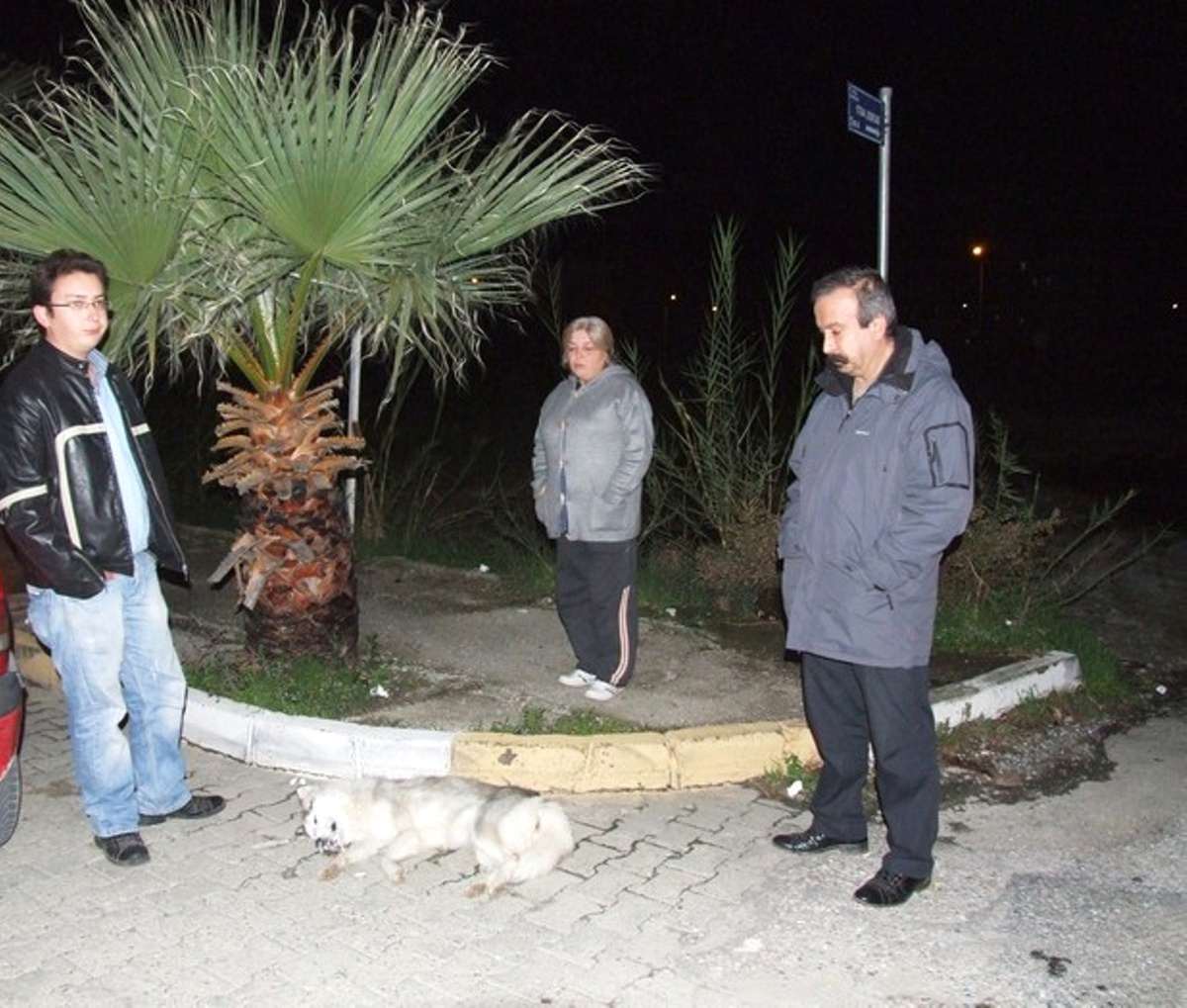 Mersin\'de Köpeklerin Zehirli Etle Telef Edildiği İddiası