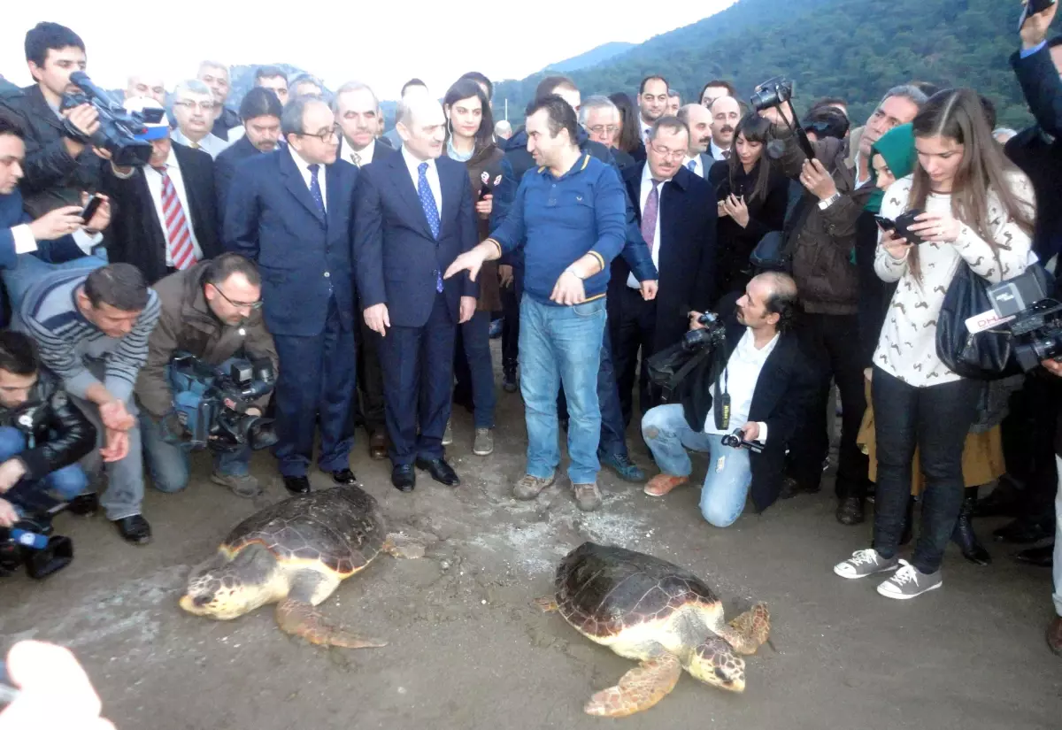 Bakan Bayraktar Yaralı Kaplumbağaları Denizle Buluşturdu