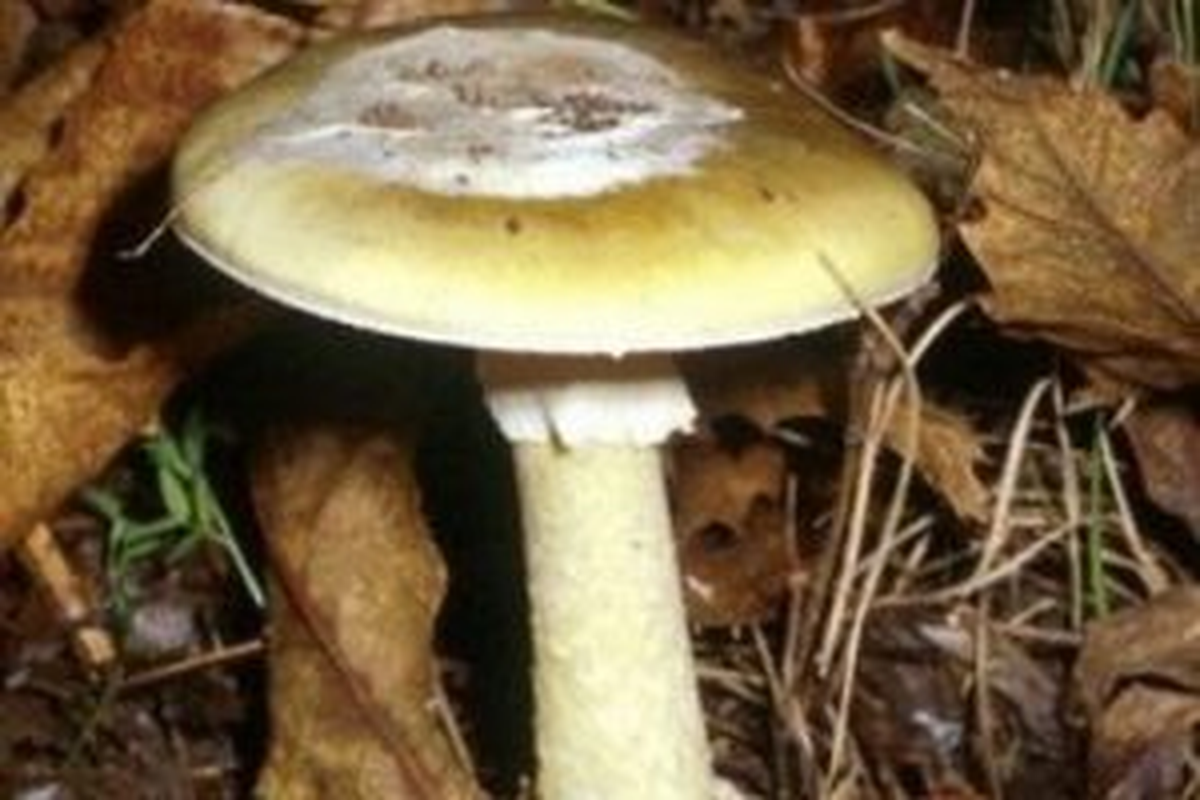 Mantar Toplamak İsterken Uçurumdan Aşağı Düştü
