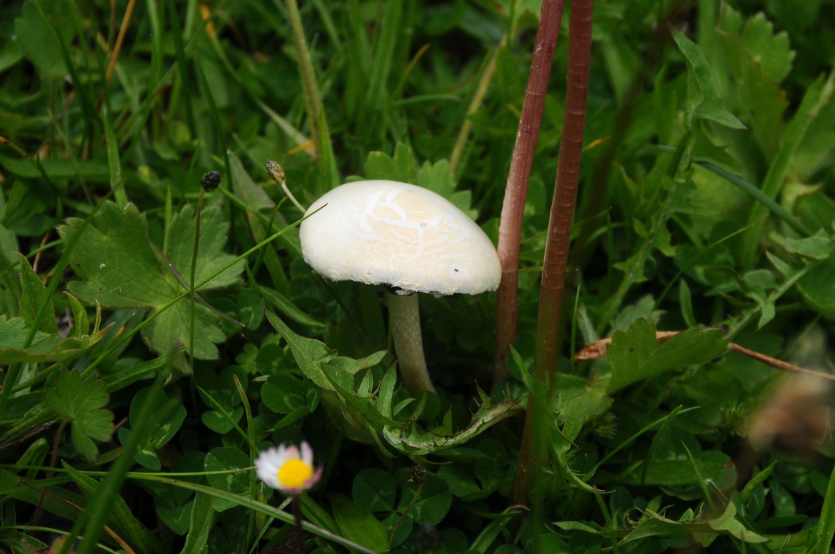 Mantar Zehirlenmelerine Karşı Uyarı