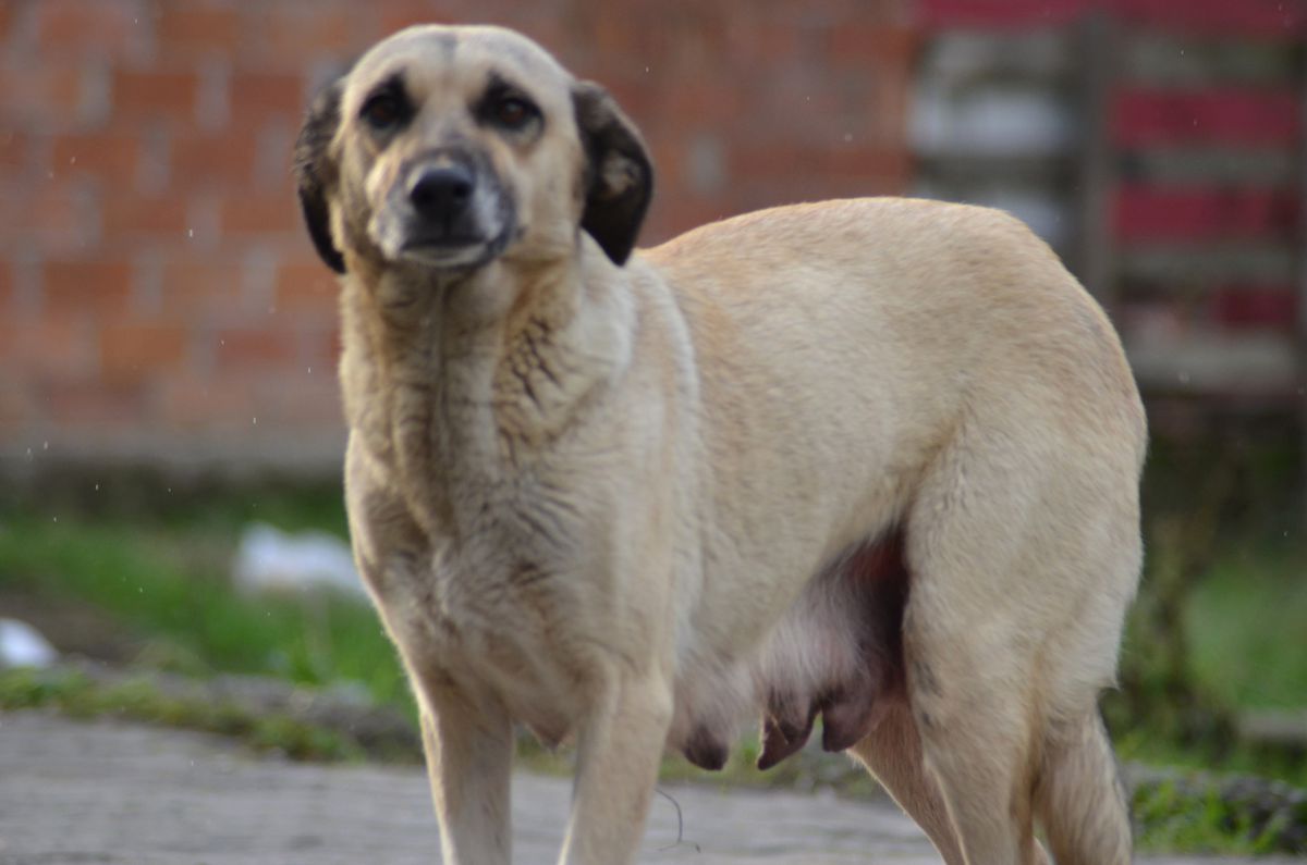 Arifiye\'de Başıboş Köpek 3 Kişiyi Isırdı