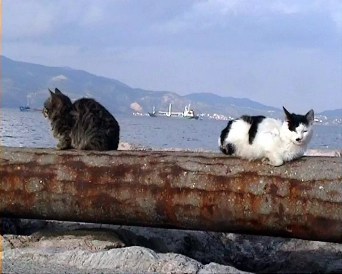 Kar Öncesi Bandırmalılar Güneşin Tadını Çıkardı