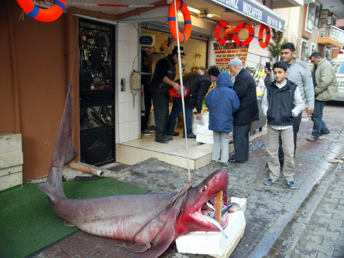 Marmara Denizi\'nden 600 Kiloluk Camgöz Çıktı