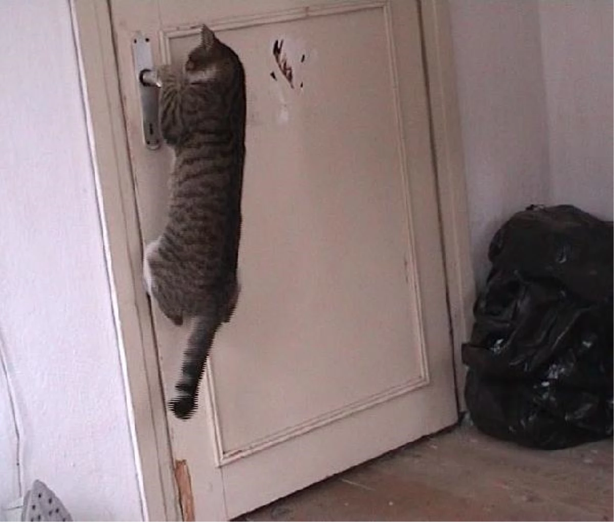 Rize\'de Kapı Açan Kedinin Görüntüleri İzlenme Rekorları Kırıyor