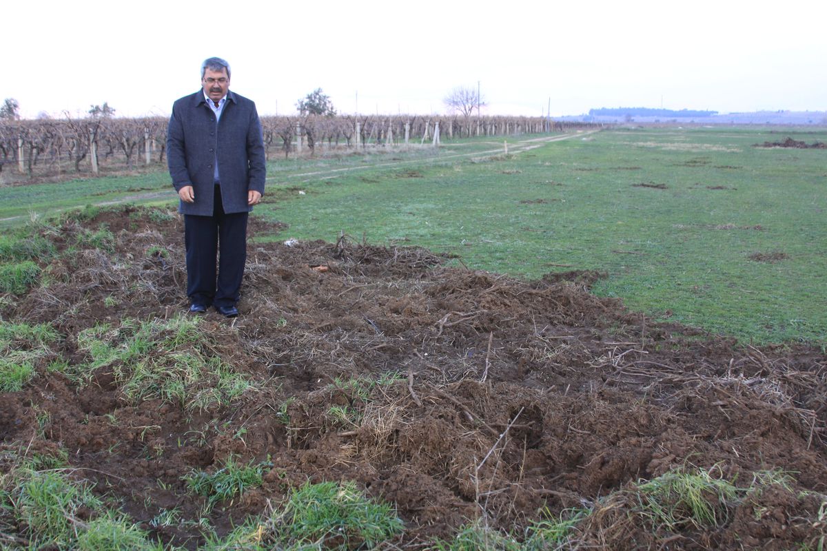 Traktör Pulluğu Değil, Domuzlar Bu Hale Getirdi