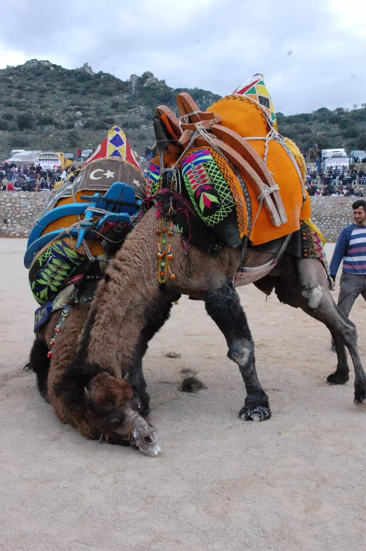 Bodrum Deve Güreşleri Kıran Kırana Geçti