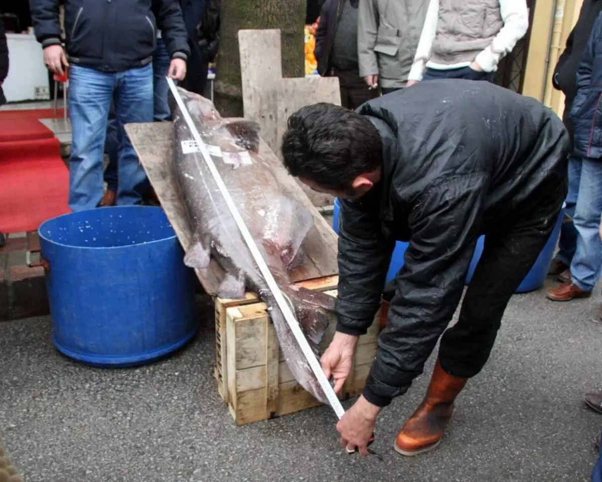 Hamsi Avına Gittiler, Kılıç ve Köpek Balığı ile Döndüler