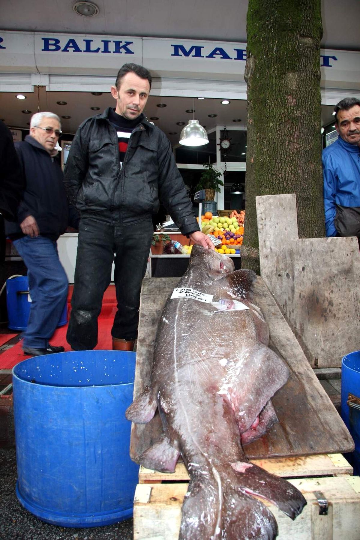 Hamsiye Niyet, Köpekbalığına Kısmet