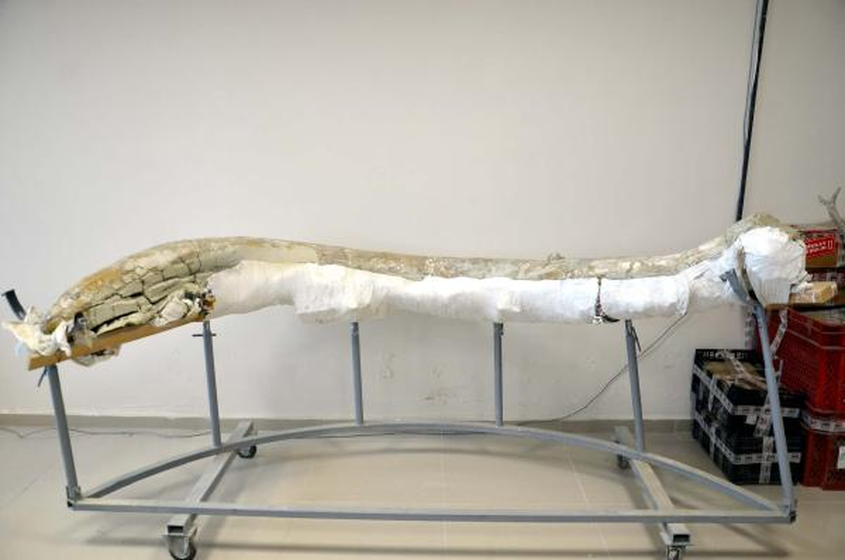 Makü'den 5 Milyon Yıllık Fosillere İnceleme