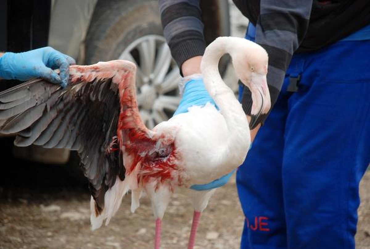 Avcıların Vurduğu Flamingoya Ameliyat