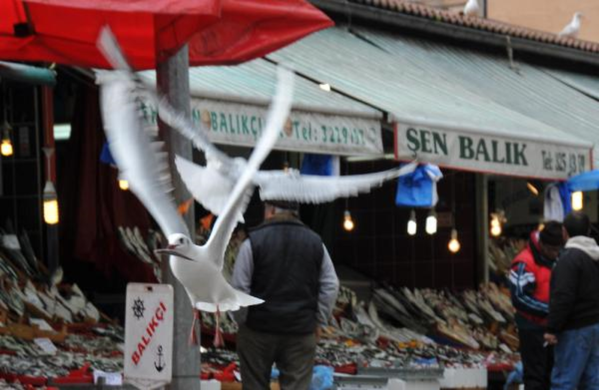 Martıların Balık Kapma Mücadelesi