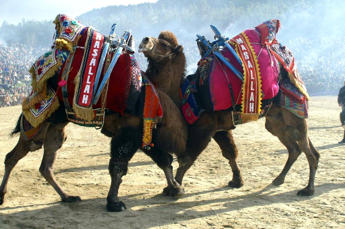 31. Selçuk-Efes Deve Güreşi Festivali