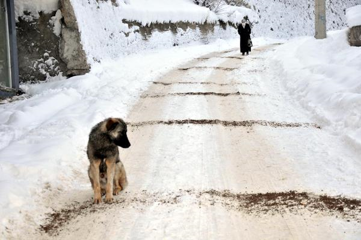 Gümüşhane ve Bayburt\'ta Yollar Kapandı, Okullar Tatil Edildi