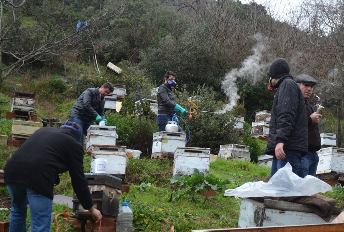 Güney\'den Arı Yetiştiricilerine \'Varroa Paraziti\' Uyarısı