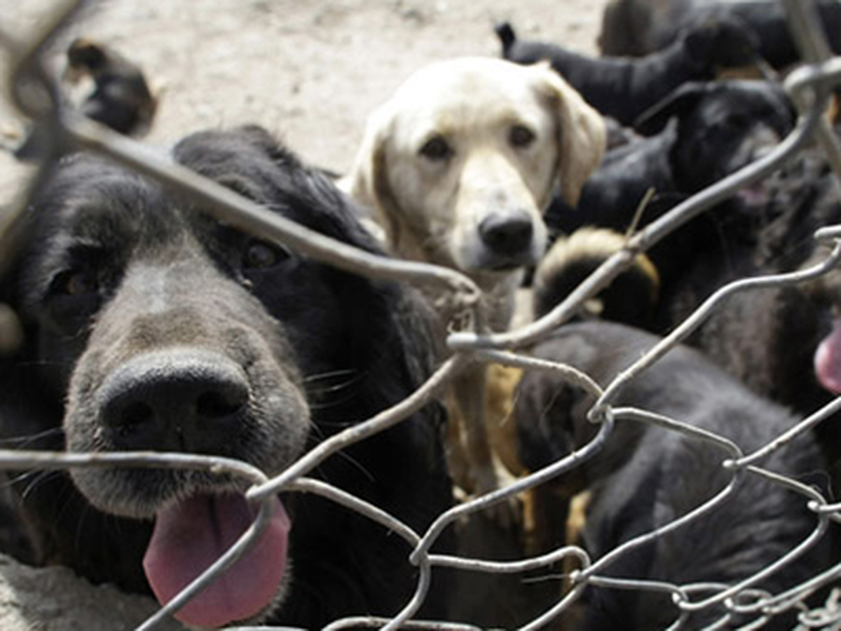 Köpekler 4 Kişiyi Parçaladı