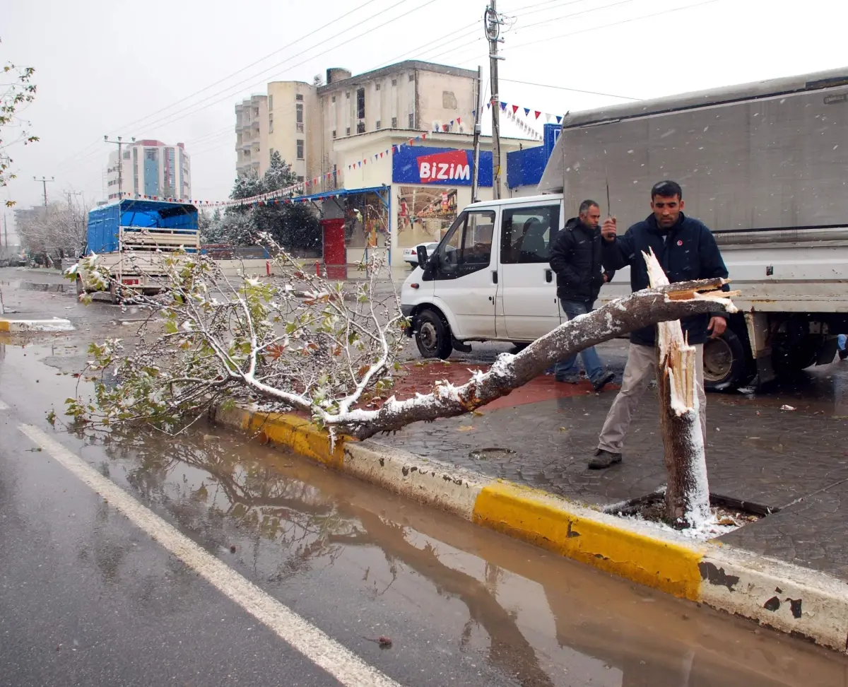 Kamyonet Kaldırımdaki Ağaca Çarptı