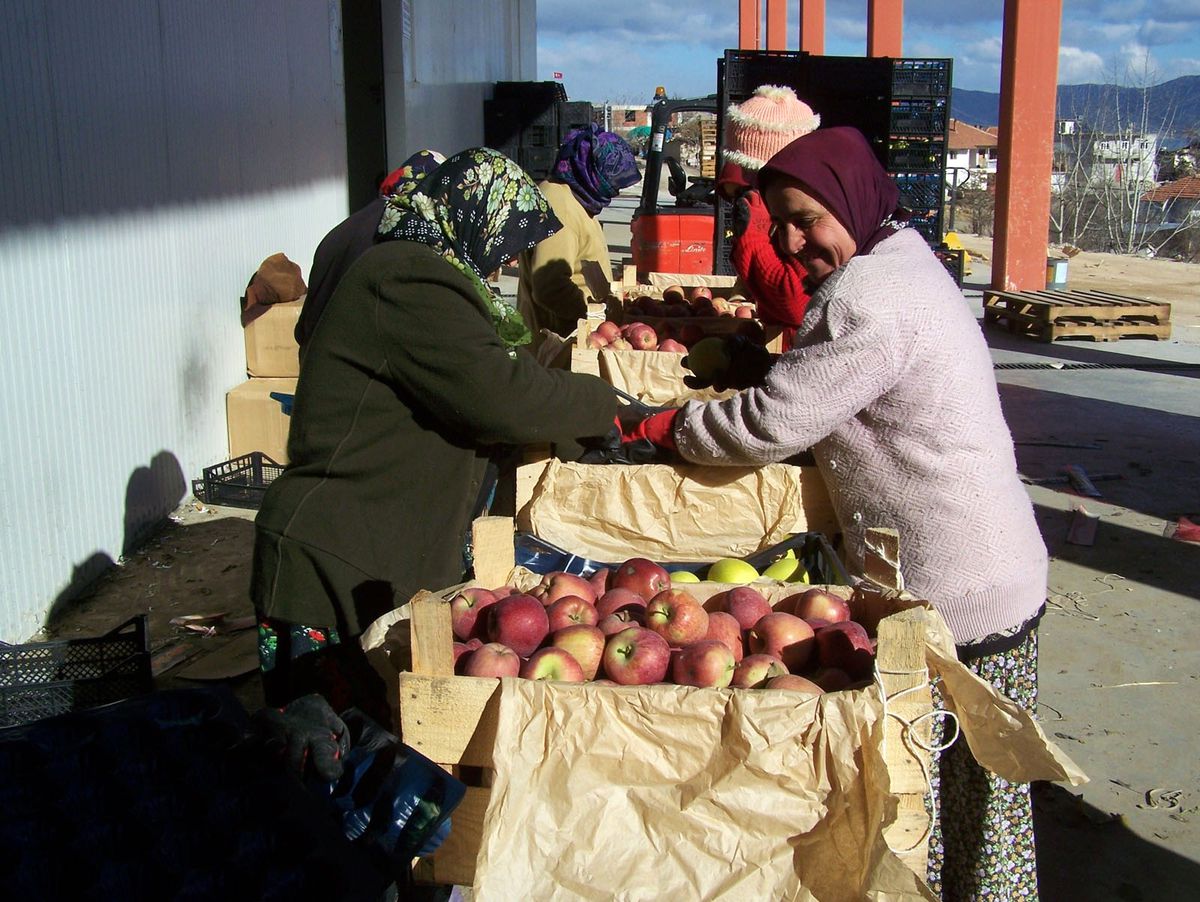 Korkuteli\'nde Beş Bin Ton Elma Alıcı Bekliyor