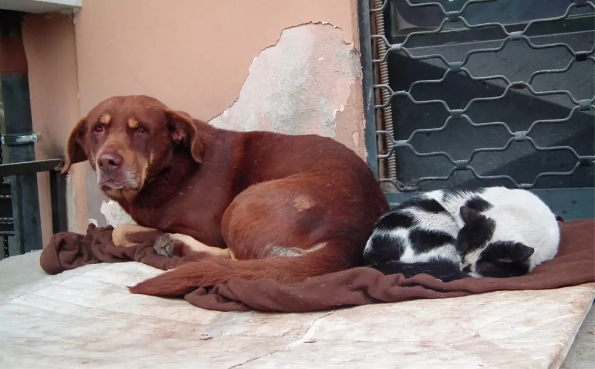 Soğuk Hava, Kedi ile Köpeği Bile Barıştırdı