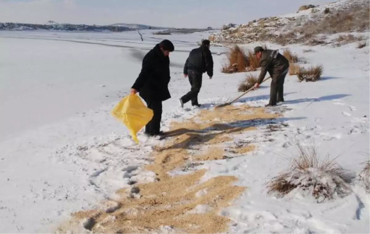 Yaban Hayvanları İçin Doğaya 1000 Kilogram Yem Bırakıldı