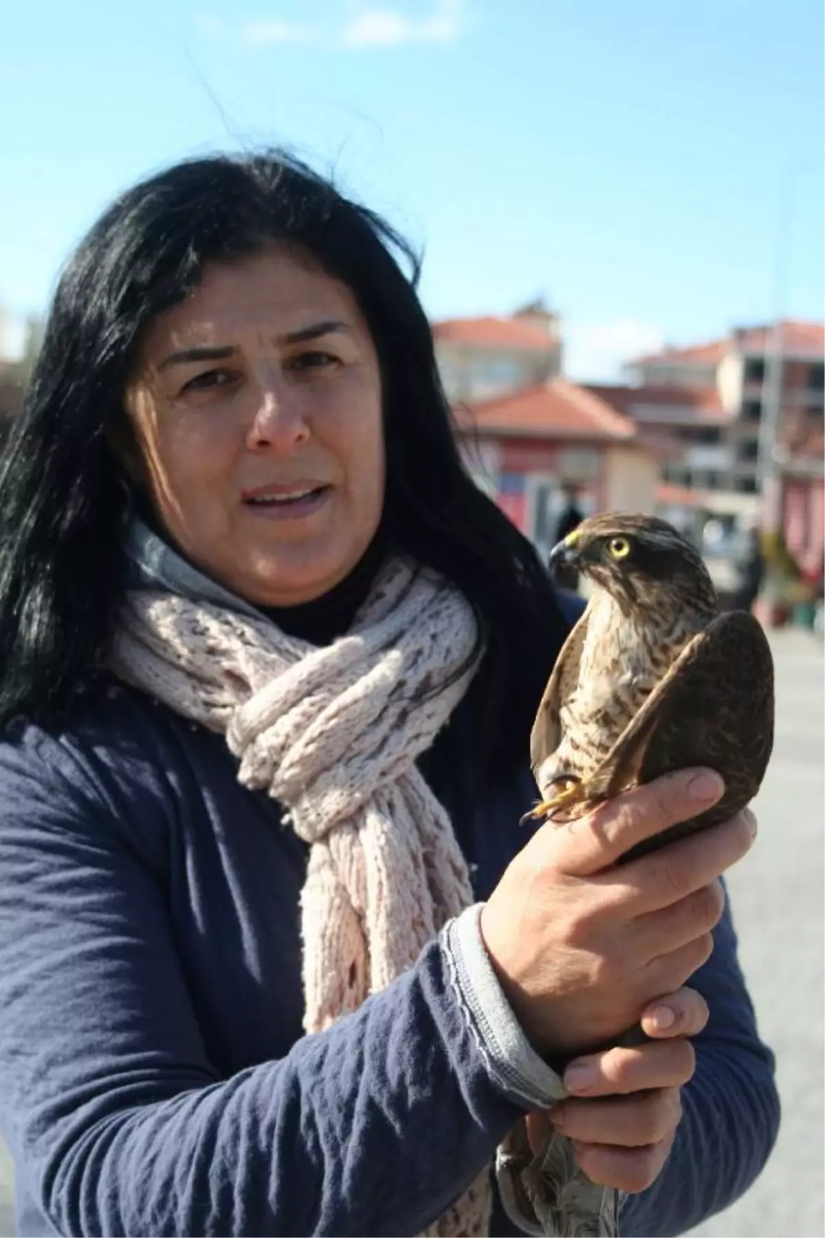 Yaralı Kızıl Şahin Tedaviye Alındı