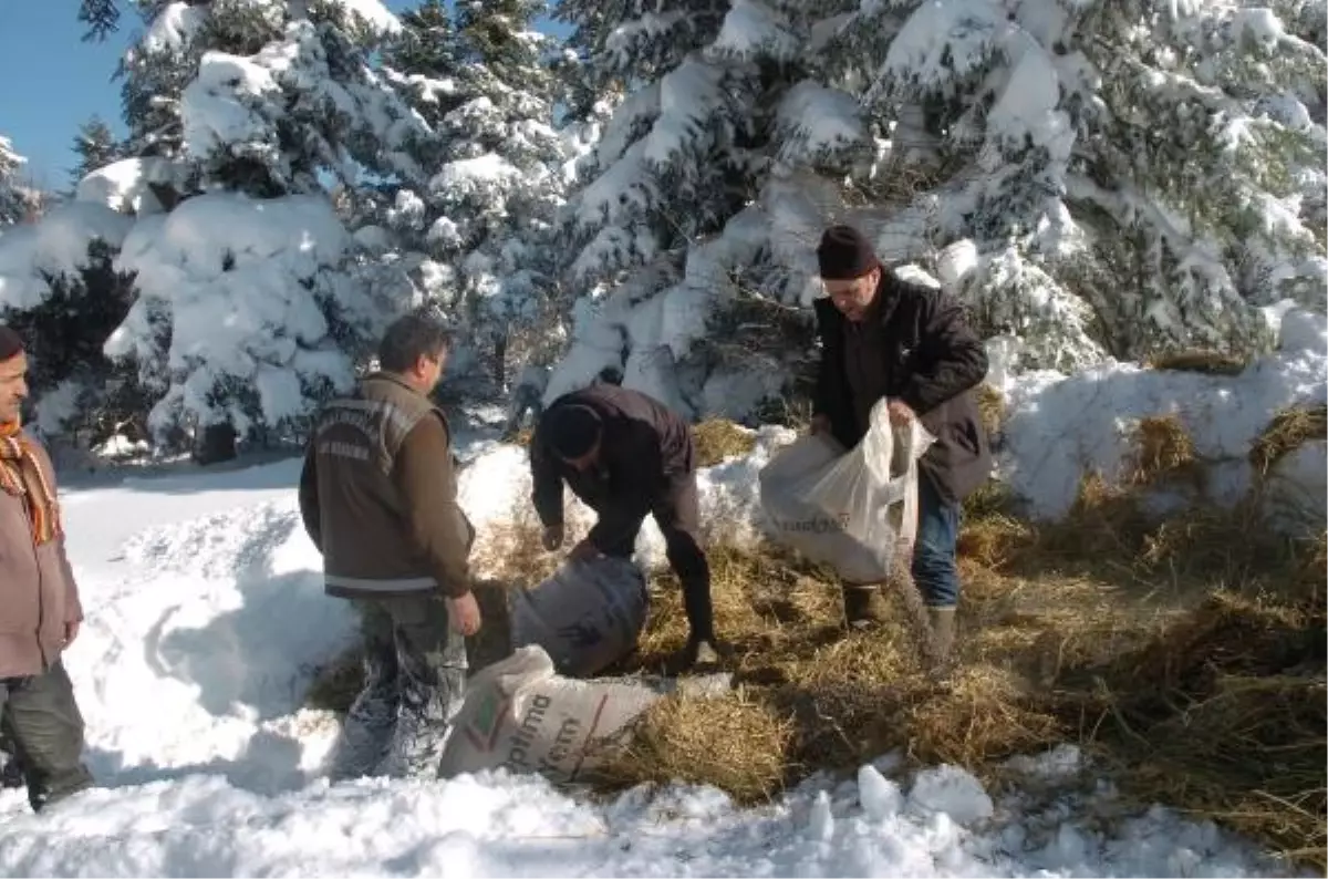 Bolu\'da, Aç Kalan Hayvanlar İçin Ormana Yem Bırakıldı