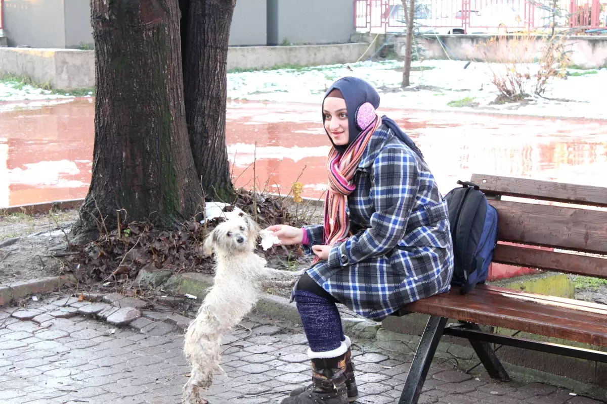 Çocuklardan Yaralı Köpeğe Yardım Eli