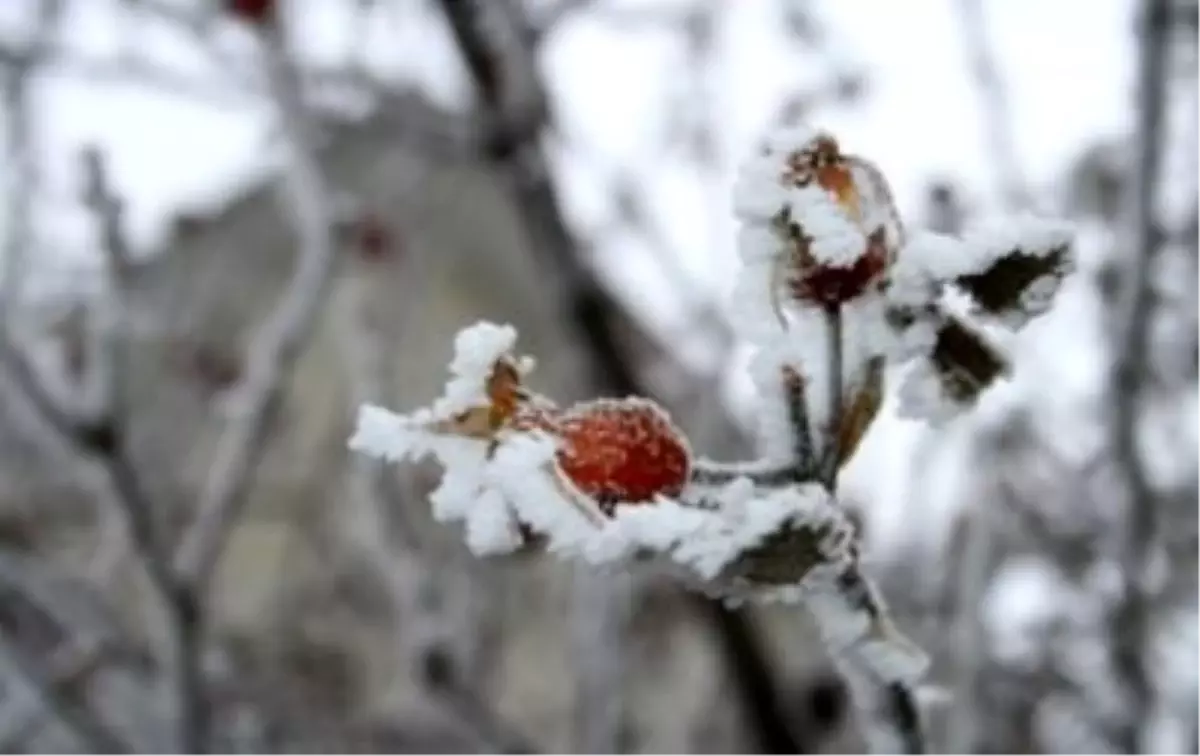 Meteorolojiden Doğu Akdeniz İçin Zirai Don Uyarısı