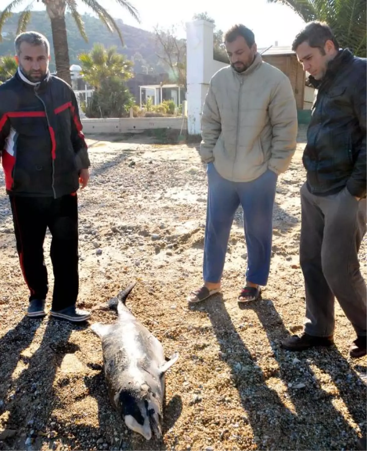 Ölü Yavru Yunus Karaya Vurdu