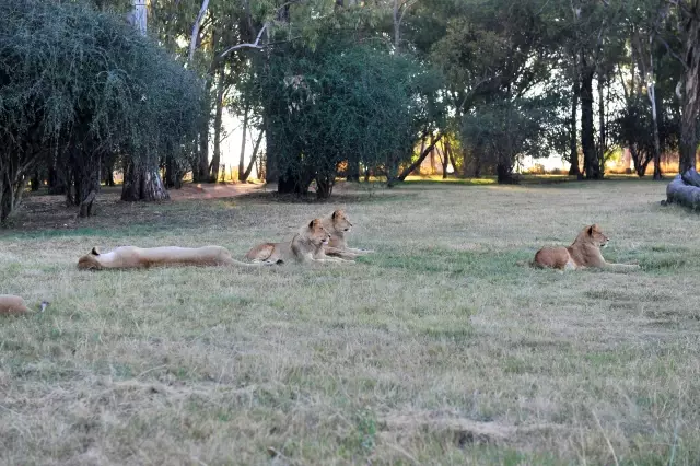 Zambiya Aslan Avini Yasakladi Son Dakika Dunya