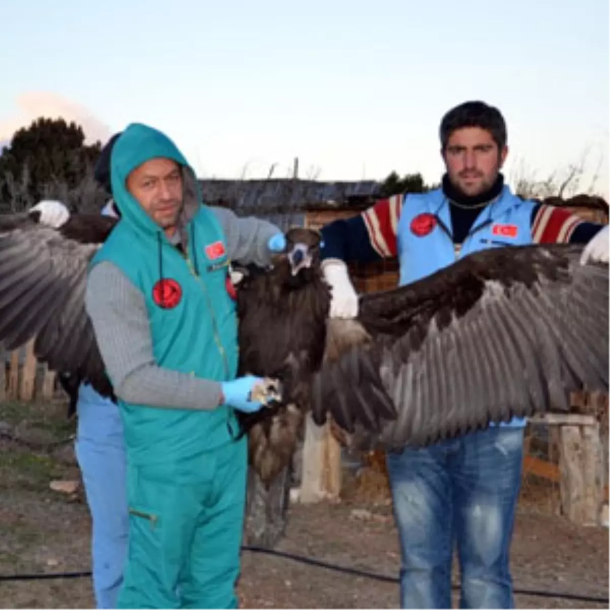 Zehirlenen Kara Akbabayı Yaşatma Çabası