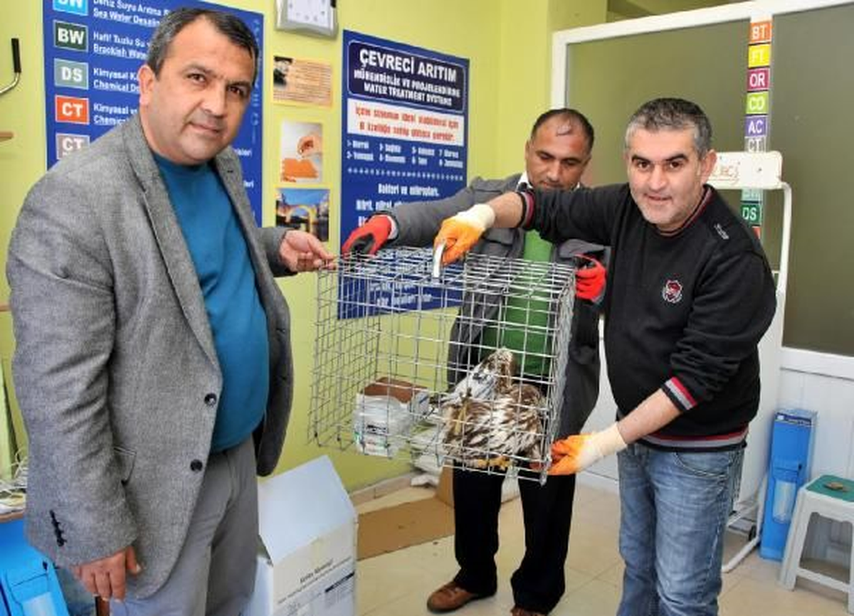 Antalya\'da Yaralı Bulunan Şahin Tedaviye Alındı
