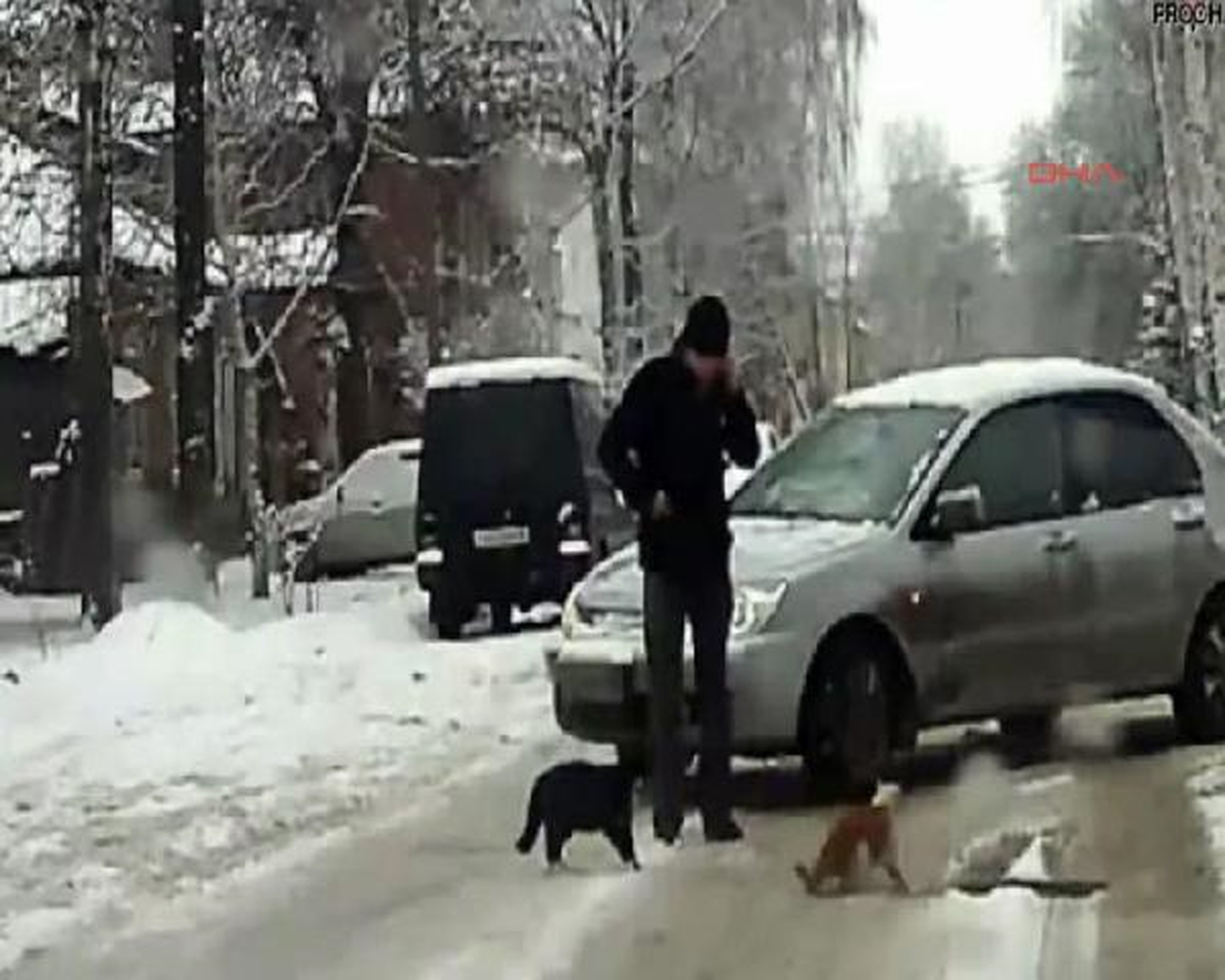 Kavga Eden Kedilere Tekme