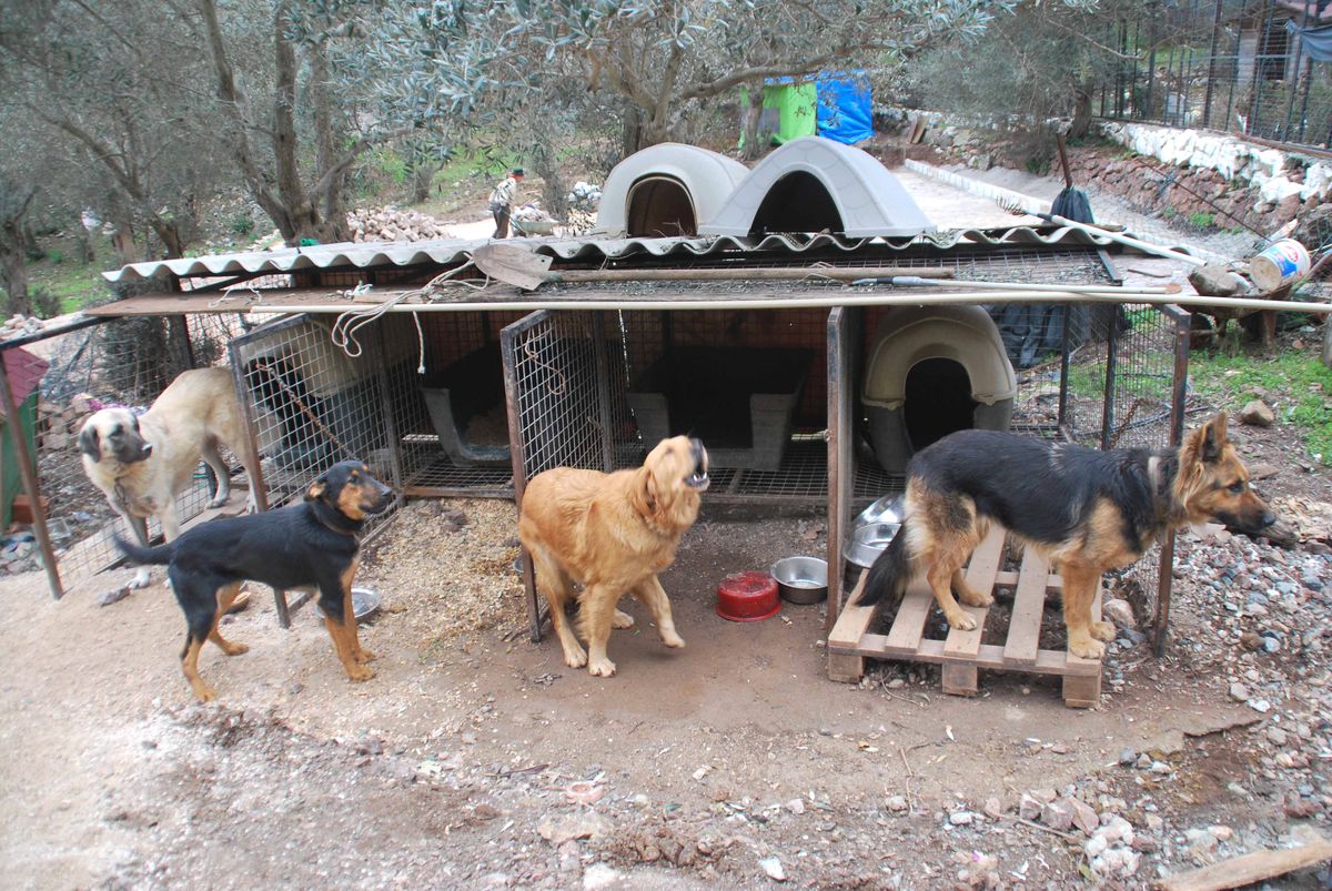 Kedilerin İskoç Annesi Köpeklere de Sahip Çıktı
