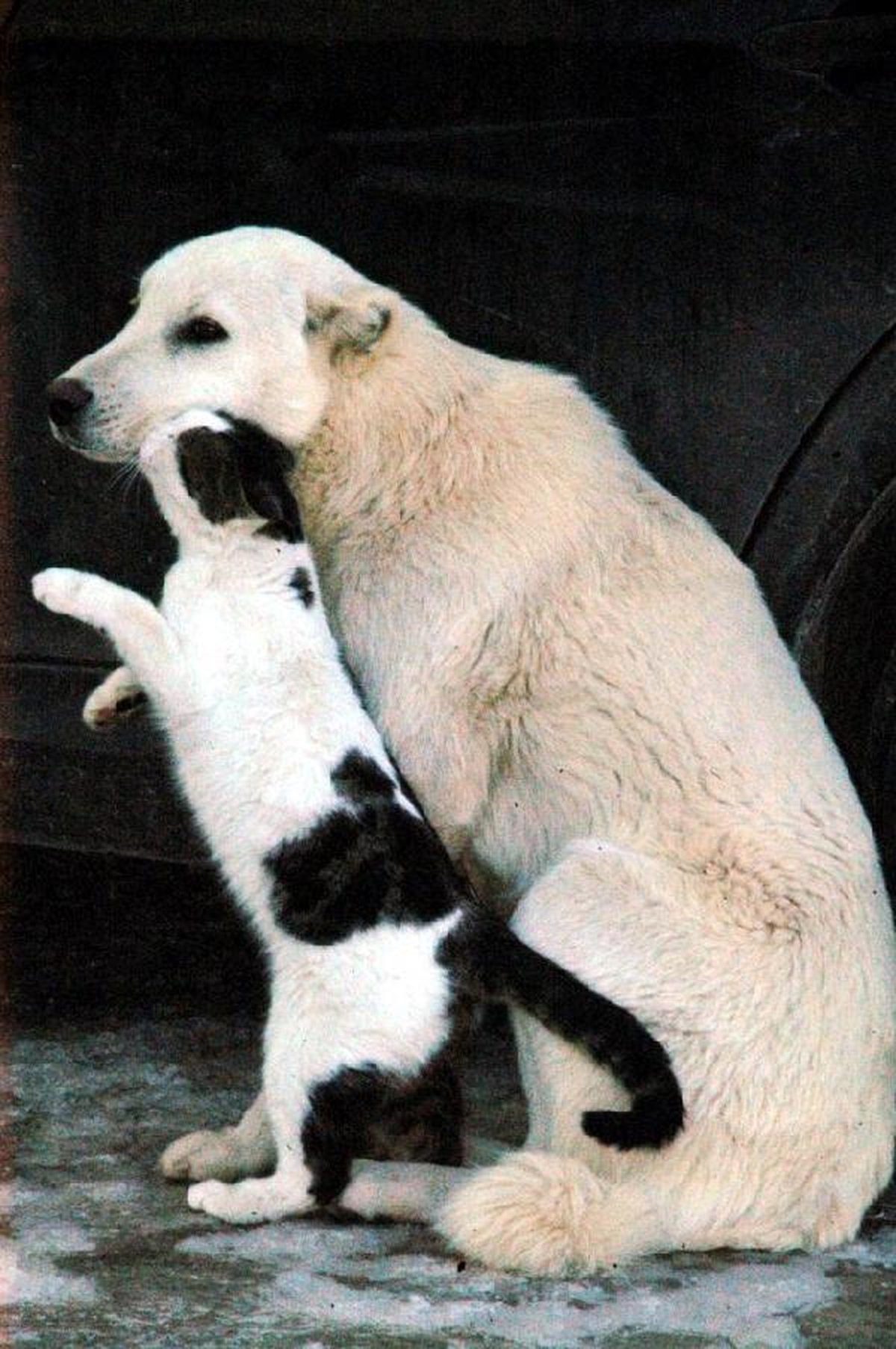 Kediyle Köpeğin Dostluğu
