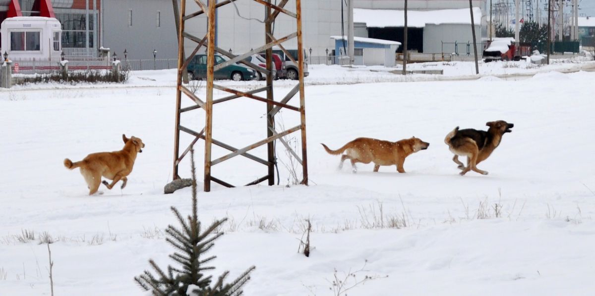 Köpekler Karın Keyfini Çıkardı