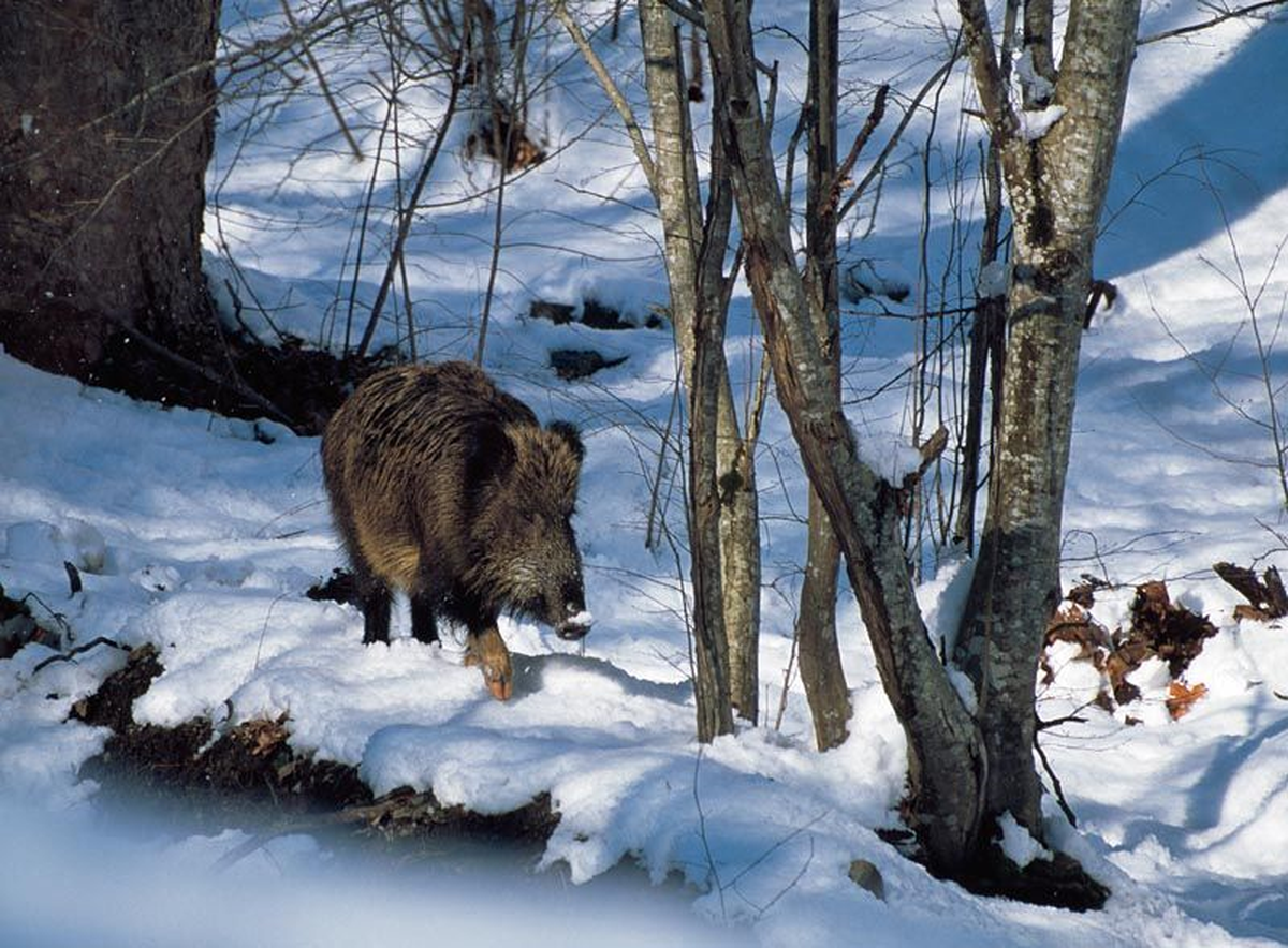 Çankırı\'da Domuz İstilası