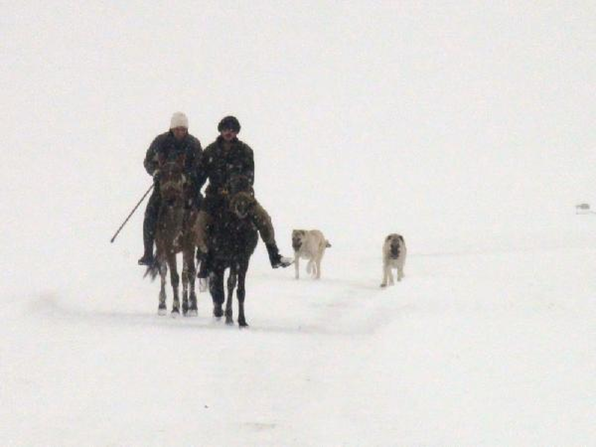Çoban Köpekleri Kurt Saldırısına Karşı Eğitiliyor
