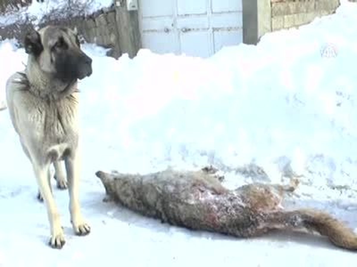 Kangal Köpeği Kurdu Telef Etti