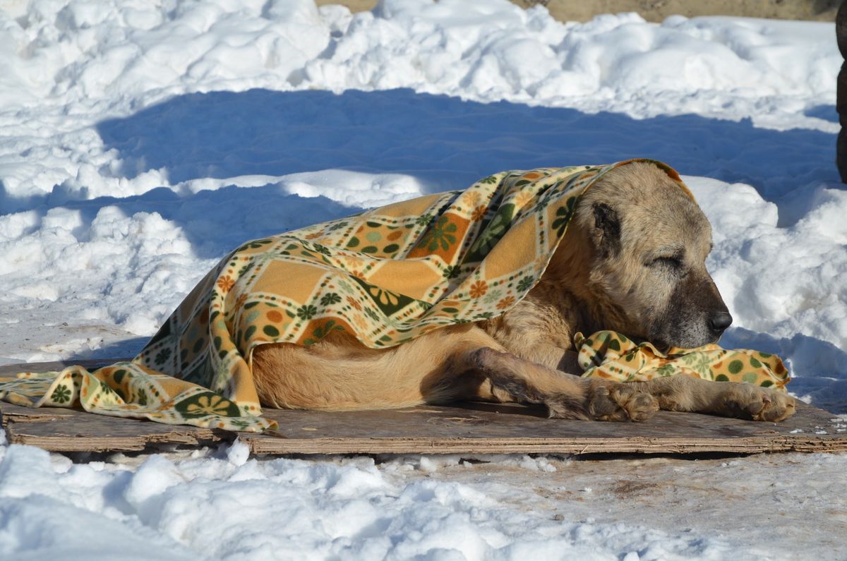 Kedilere Isıtıcılı, Köpeklere Battaniyeli Koruma