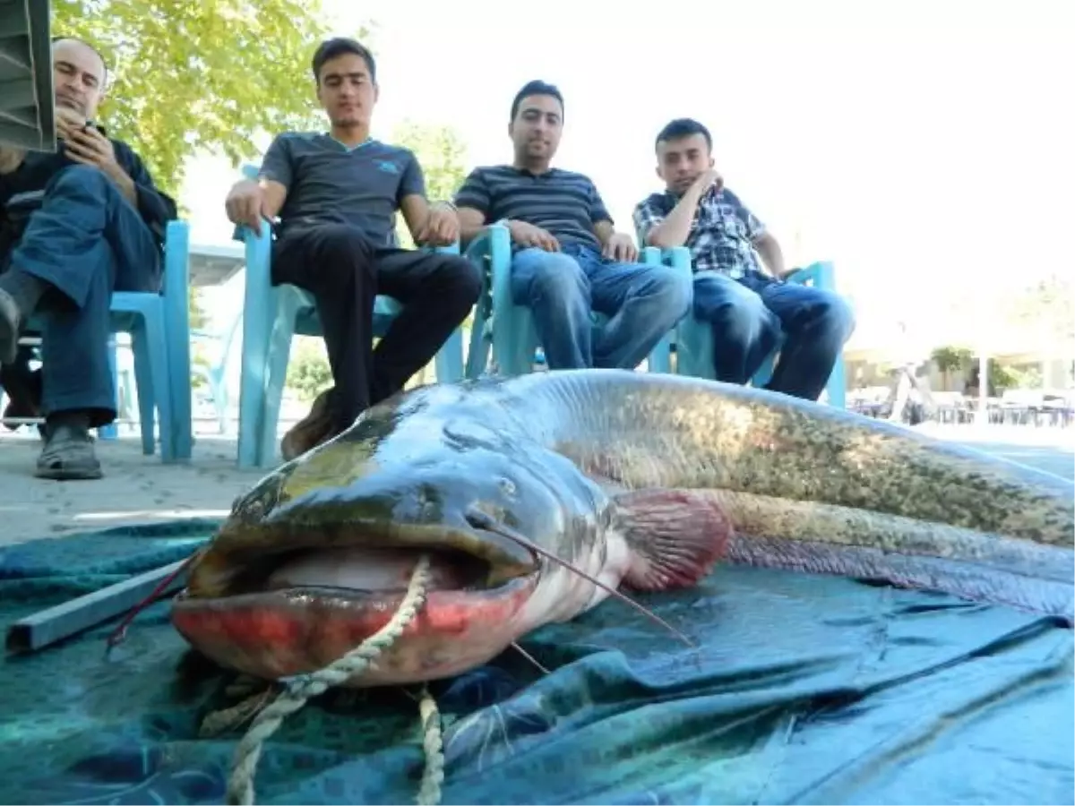 Kefal İçin Attıkları Ağa 97 Kiloluk Yayın Balığı Takıldı