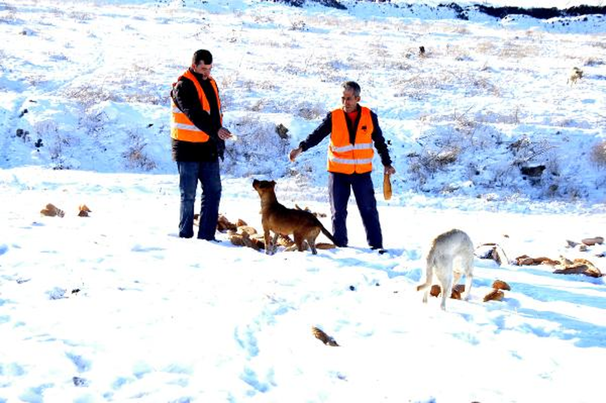 Mamak Belediyesi\'nden Hayvanlara Şefkat Eli