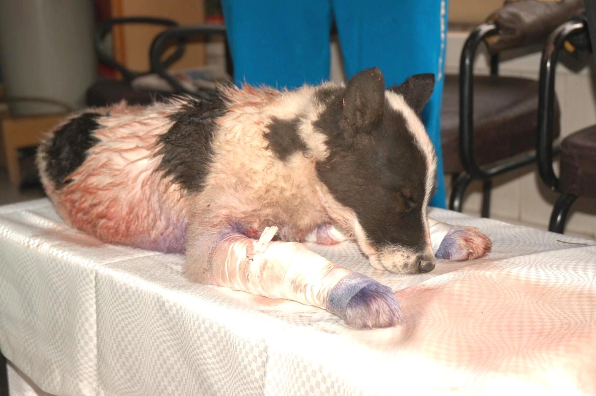 Sokak Köpeği İçin Ameliyat Masası Kurdular