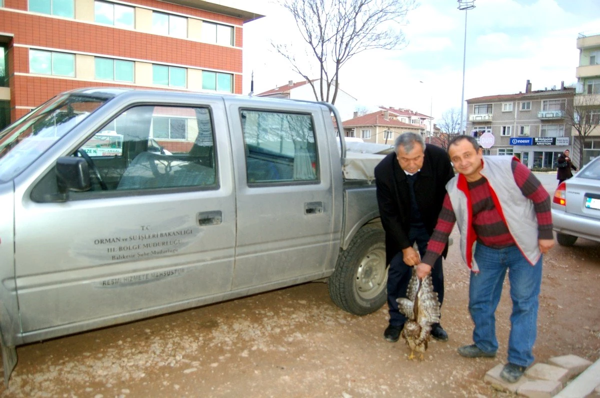 Yaralı Şahine Devlet Şefkati