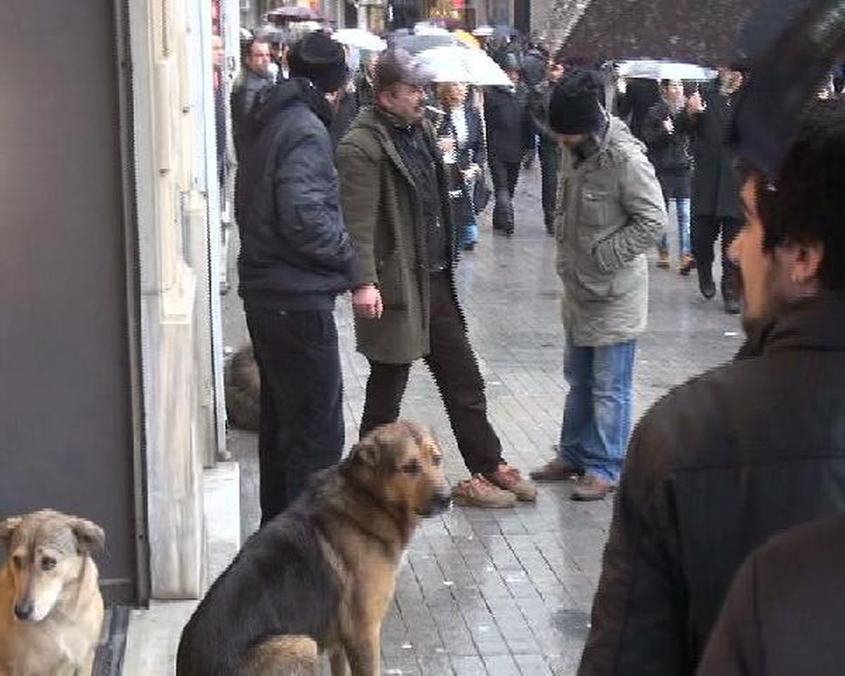 Beyoğlu\'nda Köpek Dehşeti
